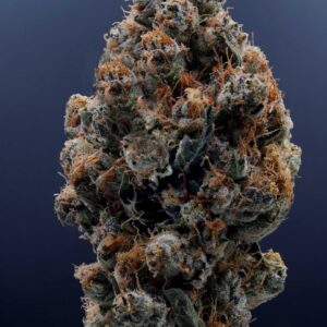 Gelato Punch Flower | 3.5g | R35: Reserve