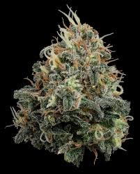 Papaya Splash | 3.5g | U4EA Farms