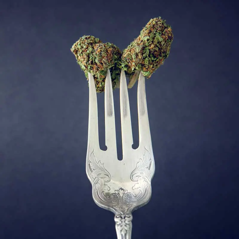 Evolve 3 cannabis buds on a fork