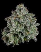 Whoopie Pie | 3.5g | U4EA Farms