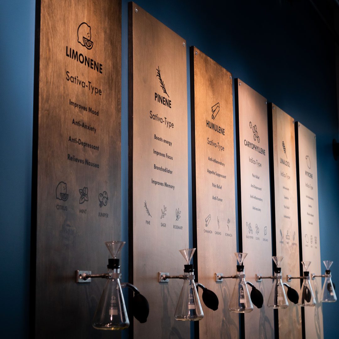 Terpenes are the aromatic compounds in cannabis that give each strain a unique fragrance.  Just like aromatherapy- it is the combination of terpenes alongside cannabinoids that endow each strain with a specific psychoactive personality.Experience the aromas of cannabis through our Terpene exhibit.