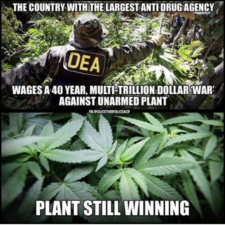 Cannabis 1, American Drug Policy 0. ?