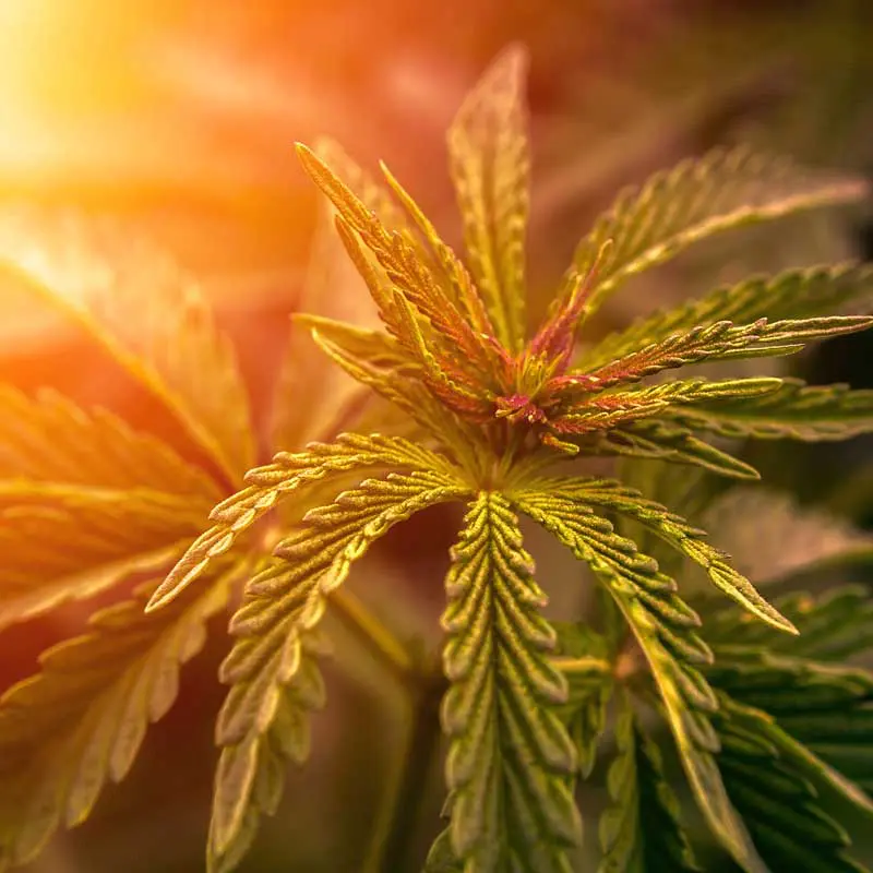 Evolve 1 cannabis plant