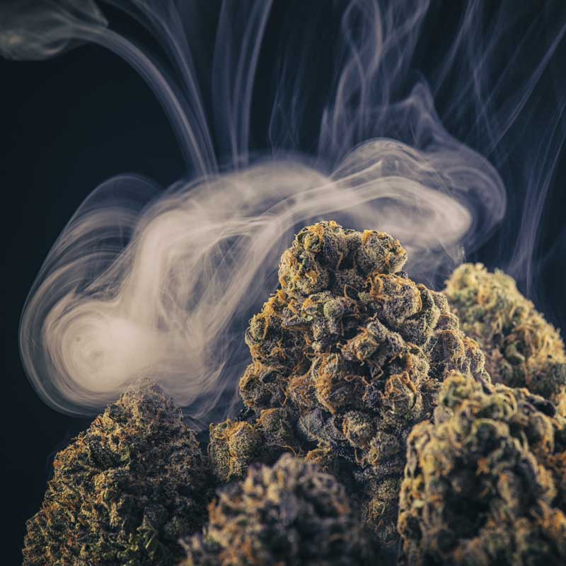 Evolve 2 cannabis